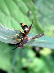 Ancistrocerus parietum