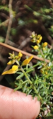 Genista triacanthos