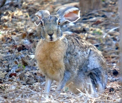 Lepus alleni