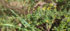 Genista triacanthos
