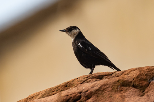 Ruaha Chat