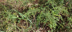 Genista triacanthos