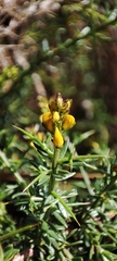 Genista triacanthos
