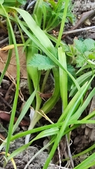 Allium trifoliatum