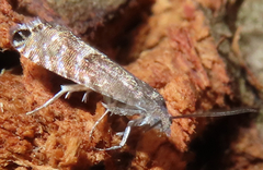 Grapholita delineana