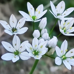 Allium trifoliatum