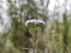 Chromolaena arnottiana