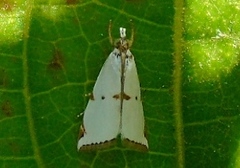 Argyria lacteella