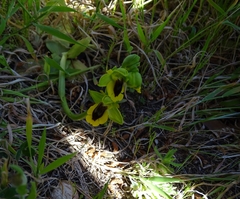 Ophrys lutea