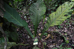 Anthurium asplundii