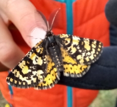 Eurranthis plummistaria