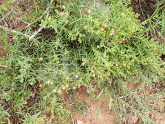 Delosperma multiflorum