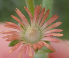 Delosperma multiflorum