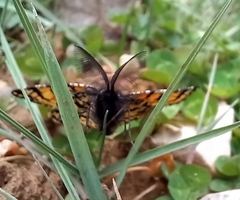 Eurranthis plummistaria