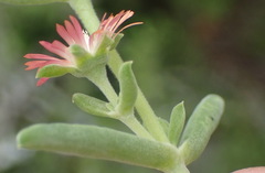 Delosperma multiflorum