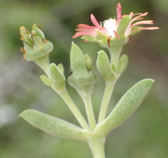 Delosperma multiflorum
