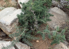 Asparagus crassicladus