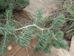 Asparagus crassicladus