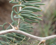 Asparagus crassicladus