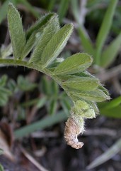 Coleophora colutella