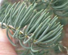 Asparagus crassicladus