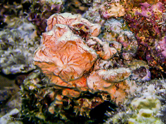 Clathria curacaoensis