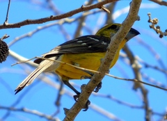 Pheucticus chrysopeplus