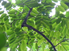 Machaerium