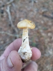 Amanita junquillea