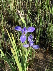 Iris giganticaerulea
