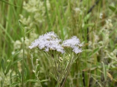 Chromolaena arnottiana