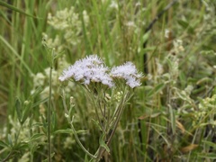 Chromolaena arnottiana