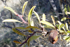 Prunus argentea