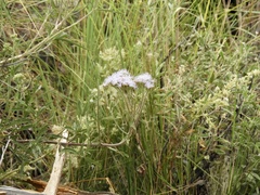 Chromolaena arnottiana