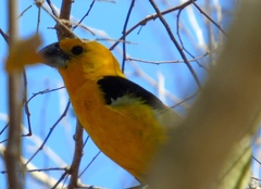 Pheucticus chrysopeplus