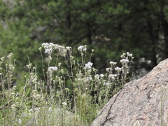 Chromolaena arnottiana