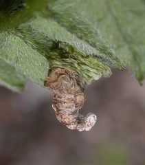 Coleophora colutella