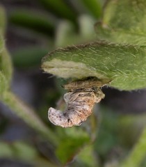 Coleophora colutella