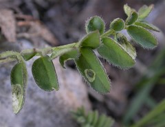 Coleophora colutella