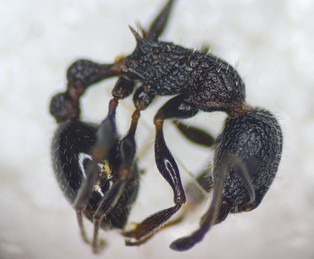 Acorn Ants