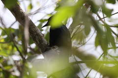 Melanerpes herminieri