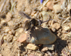 Bombylius albicapillus