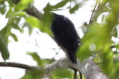 Melanerpes herminieri