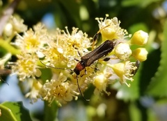 Callimoxys fuscipennis