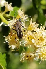 Callimoxys fuscipennis