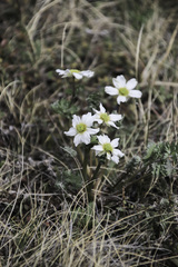 Callianthemum sajanense