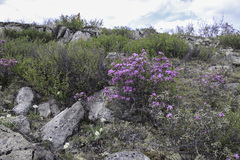 Rhododendron parvifolium