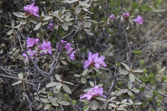 Rhododendron parvifolium