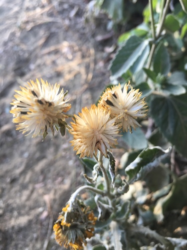 Verbesina encelioides