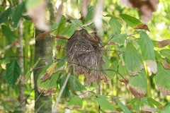 Cantorchilus semibadius